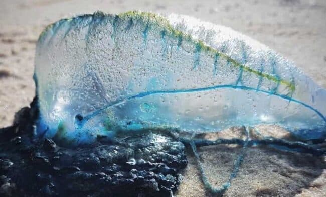 La Caravella Portoghese è sempre stata nel Mar Mediterraneo, è tra le specie marine più pericolose