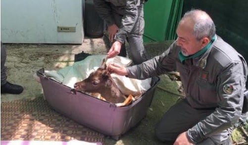 Daino ferito a una zampa in Sicilia, i forestali soccorrono l’animale in difficoltà