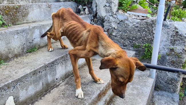 Animali denutriti e maltrattati: deferito un 37enne nel Messinese