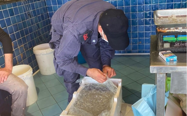 Controlli della Guardia Costiera, sequestrati 22 chili di “sarda” in una nota pescheria