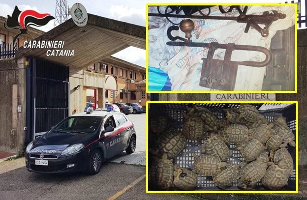 Detenevano abusivamente 30 tartarughe, denunciati due catanesi