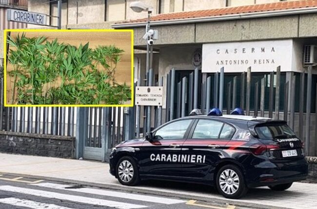 Mascalucia, coltivava piantagione di cannabis in casa: 47enne arrestato dai militari