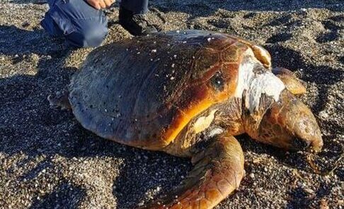 Milazzo, trovata morta una tartaruga “Caretta Caretta”. Parla il biologo Isgrò: “Una delle specie più grandi mai viste”