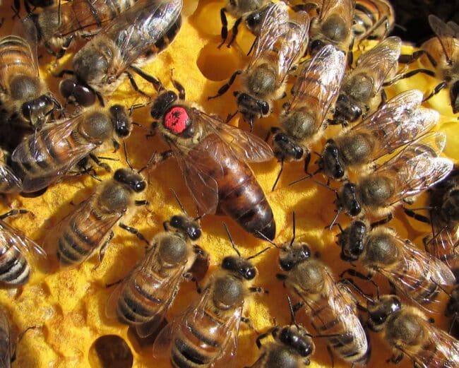 Api e avifauna cittadina: la Scuola “Maiorana” di Catania a confronto con il tema della biodiversità