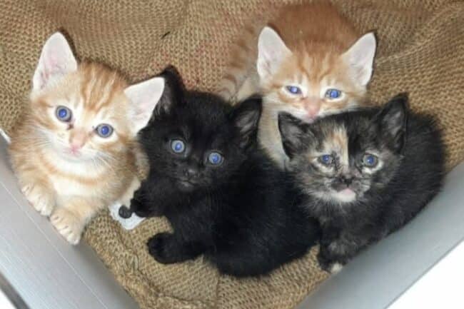 Avvelenati e uccisi 5 gattini e un cane: la proprietaria in lacrime dopo il gesto ignobile – FOTO