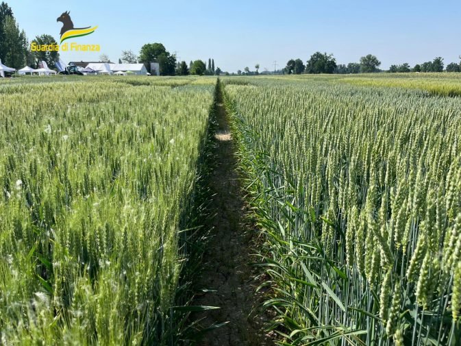 Maxi sequestro di oltre 105 tonnellate di grano duro in tutta Italia: coinvolte anche 3 province siciliane