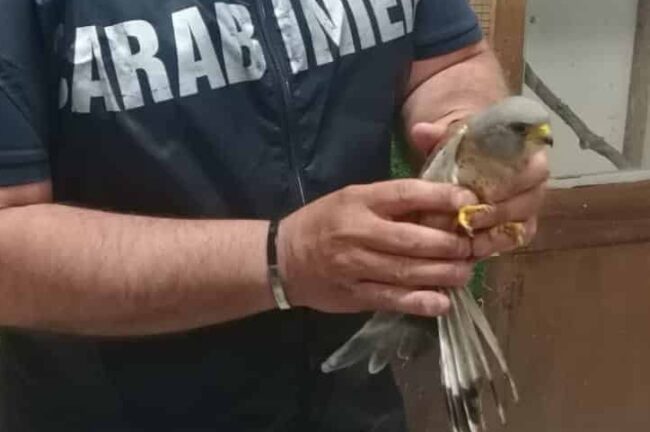 Regalbuto, ancora un bracconiere beccato dalla forestale: numerosi i rari esemplari sequestrati
