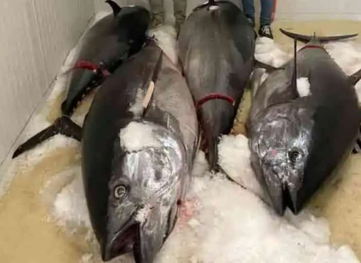 Pesca illegale in Sicilia, sequestrati 1.450 chili di tonno rosso: sanzioni per 5mila euro