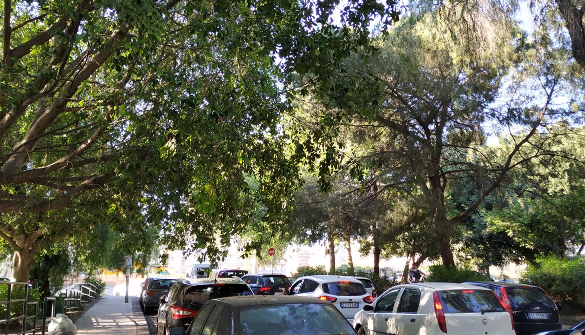 Catania, problemi nel quartiere Borgo-Sanzio: urge manutenzione di alberi con potature