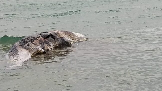 Balenottera in procinto di partorire muore nel Ragusano – FOTO e VIDEO