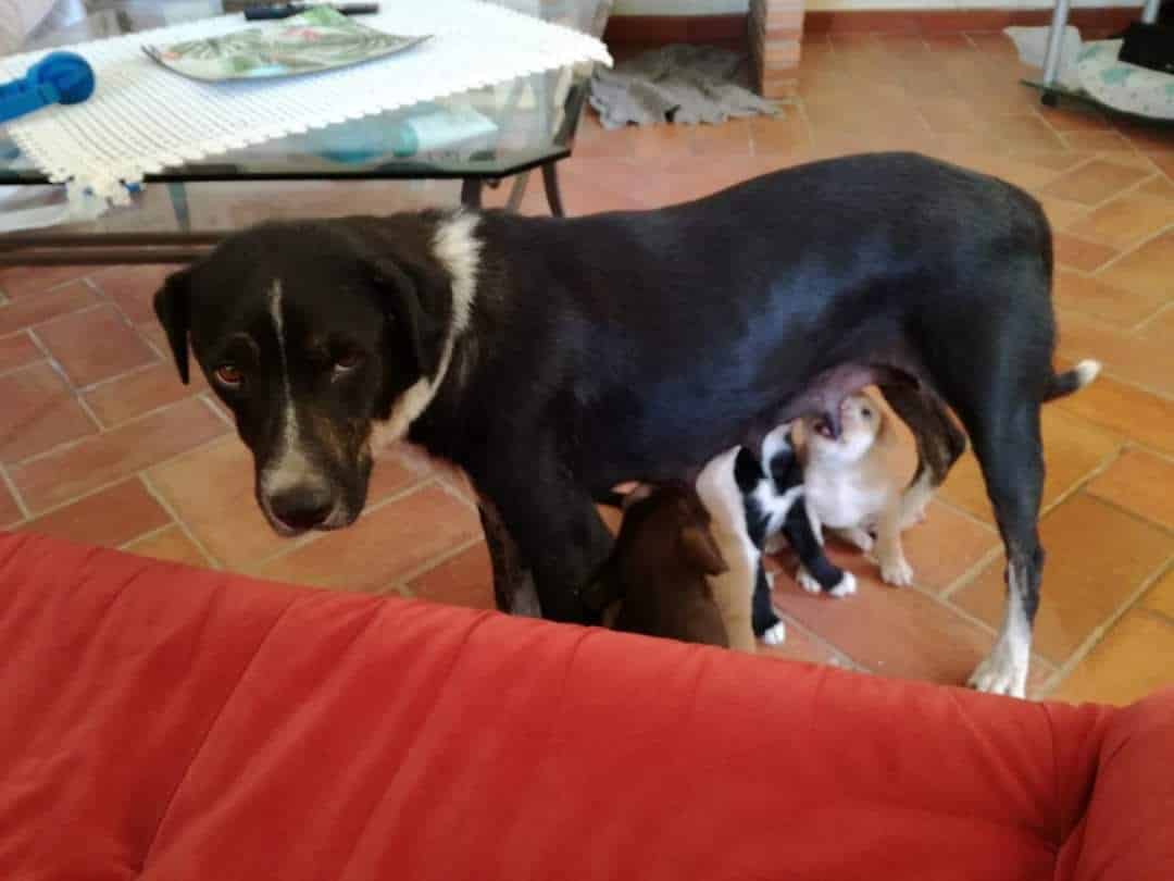 La tragica storia di Zicka, il cane bruciato vivo e morto poco dopo: lauta ricompensa per trovare il colpevole