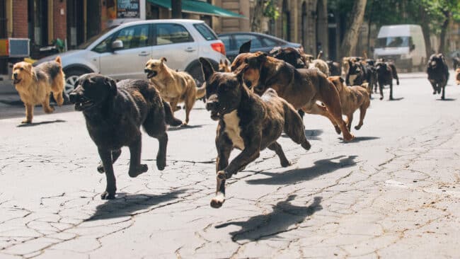 Insegnante presa di mira e aggredita da un branco di cani randagi: necessario intervento urgente