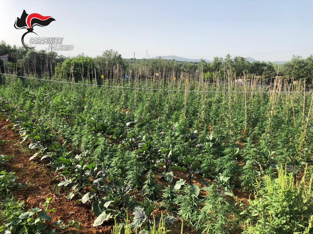 Scoperta estesa piantagione di cannabis nascosta tra gli ortaggi: denunciato 56enne