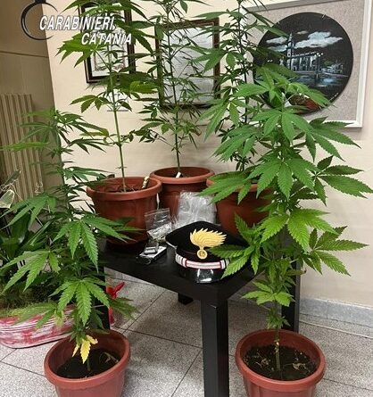 Custodiva “gelosamente” in casa cinque piante di cannabis: denunciato 32enne di Pedara