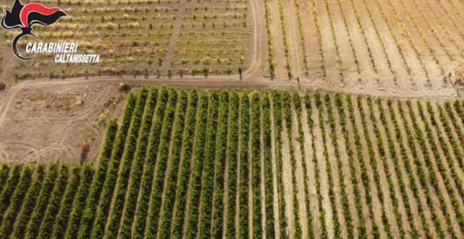 Sequestrate 20mila piante di marijuana del valore di 16mila euro: 11 arresti