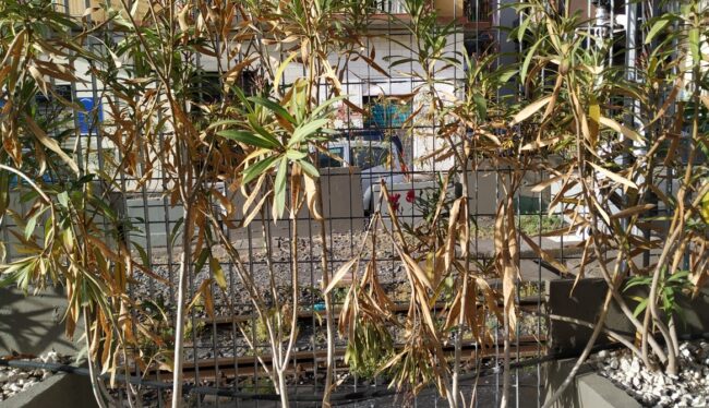 Aiuole trascurate e secche, la protesta dei cittadini del quartiere Borgo-Sanzio di Catania