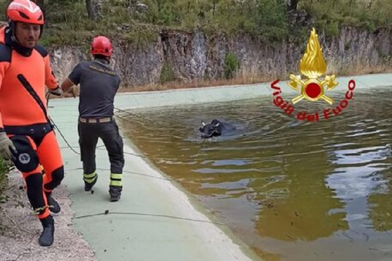 Vitello cade in un laghetto artificiale e rischia di annegare: salvato dai vigili del fuoco