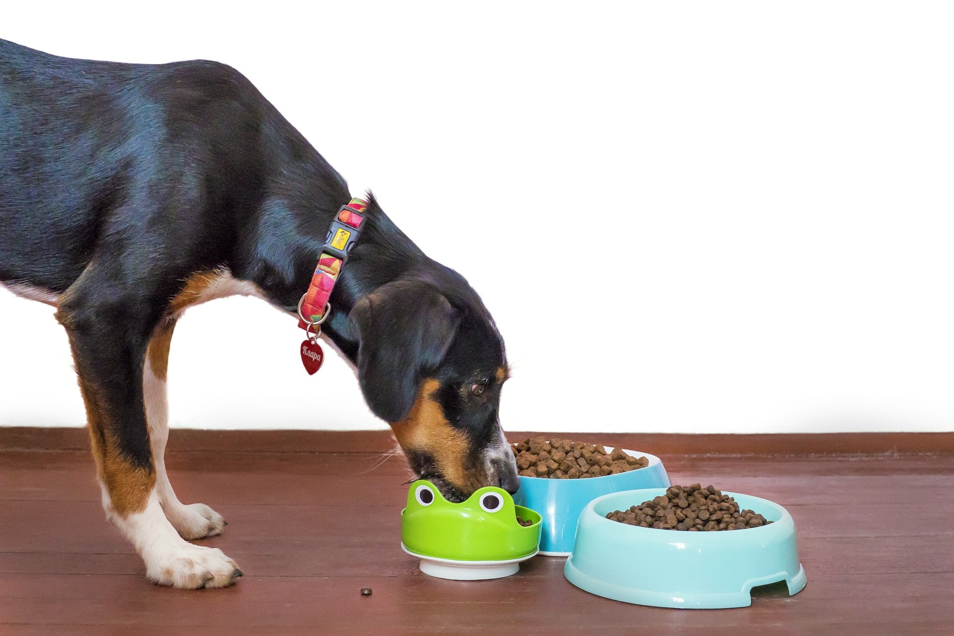 Rendere gustose le crocchette per cani, è l’ideale per farli mangiare sempre con appetito