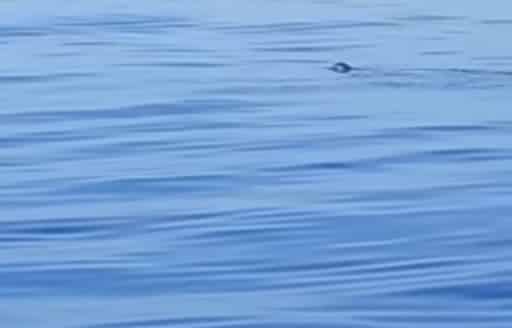Foca monaca nuota nelle acque siciliane: il VIDEO dell’avvistamento che ha fatto il giro del web