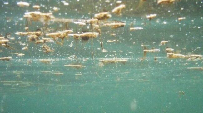 Alga tossica, pericolo rientrato a Capaci: si può tornare a fare il bagno, resta divieto a Isola delle Femmine