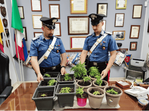Evade per coltivare piantine di marijuana sul terrazzo, arrestato