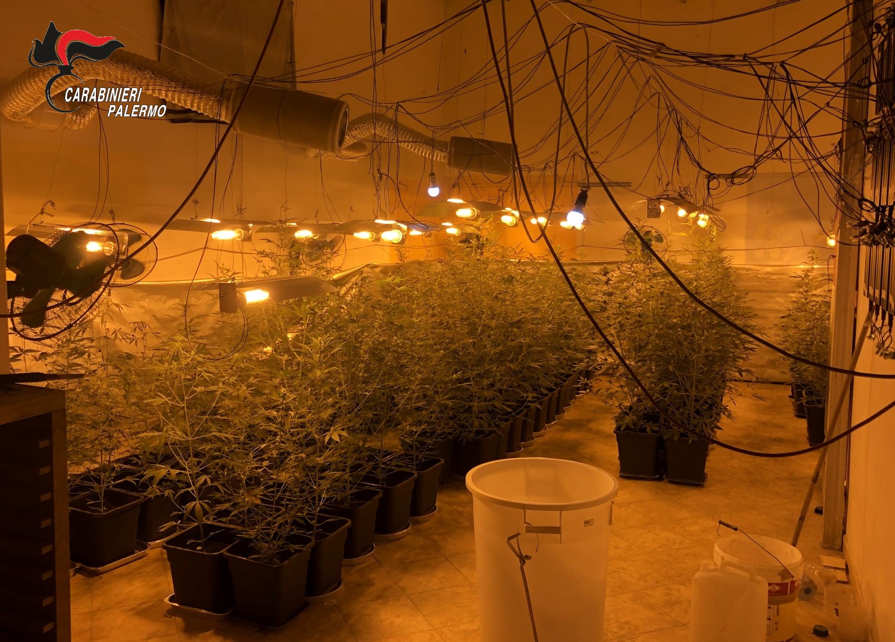 Scoperta piantagione di marijuana “indoor” alimentata abusivamente: 2 arresti, danni per 20mila euro