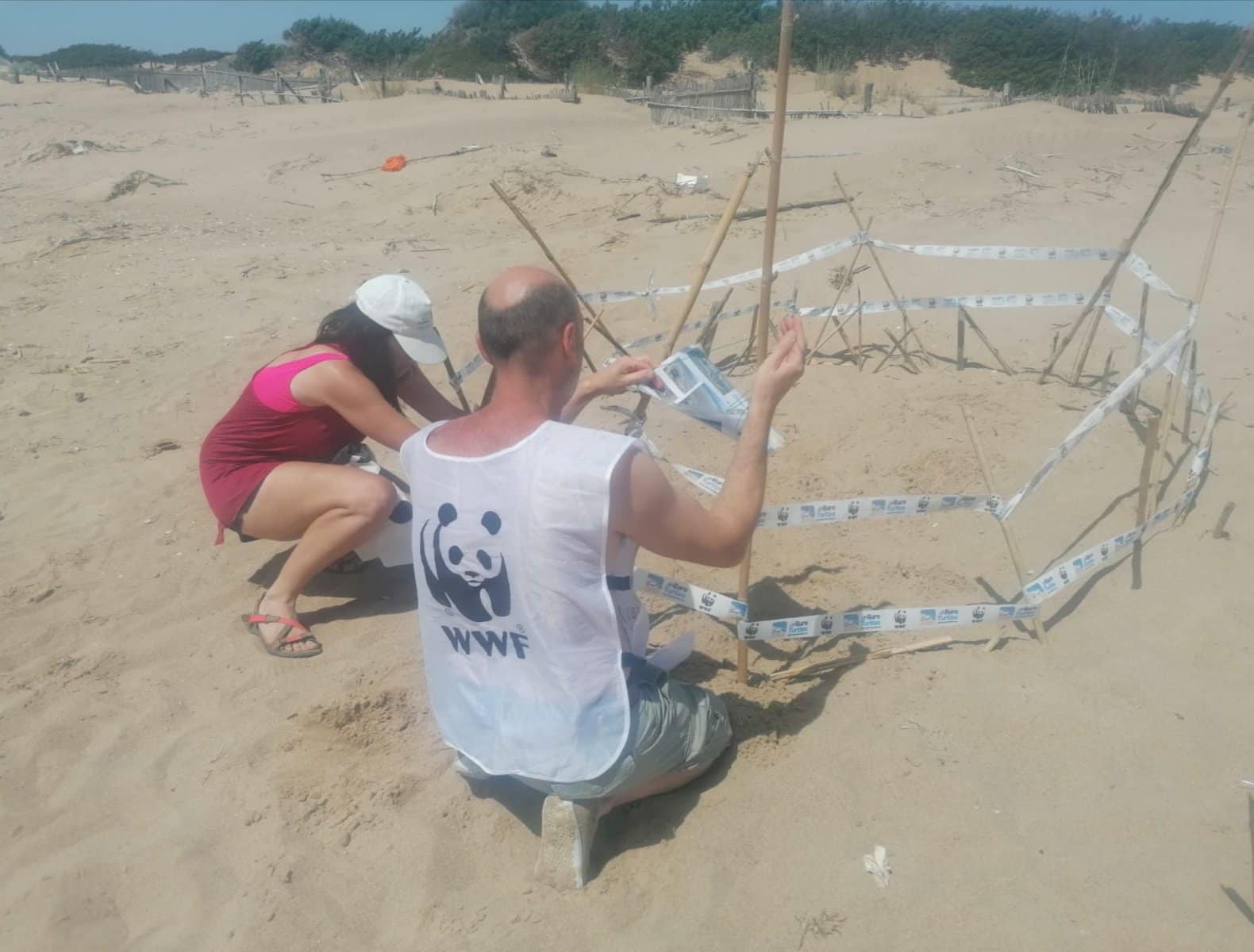 Trovato nido di tartaruga marina Caretta caretta: sito messo in sicurezza dai volontari WWF