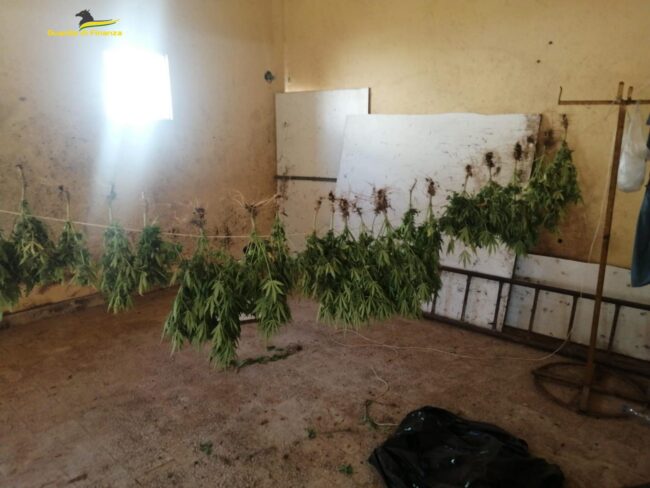 Trapani, sequestrata una piantagione di marijuana