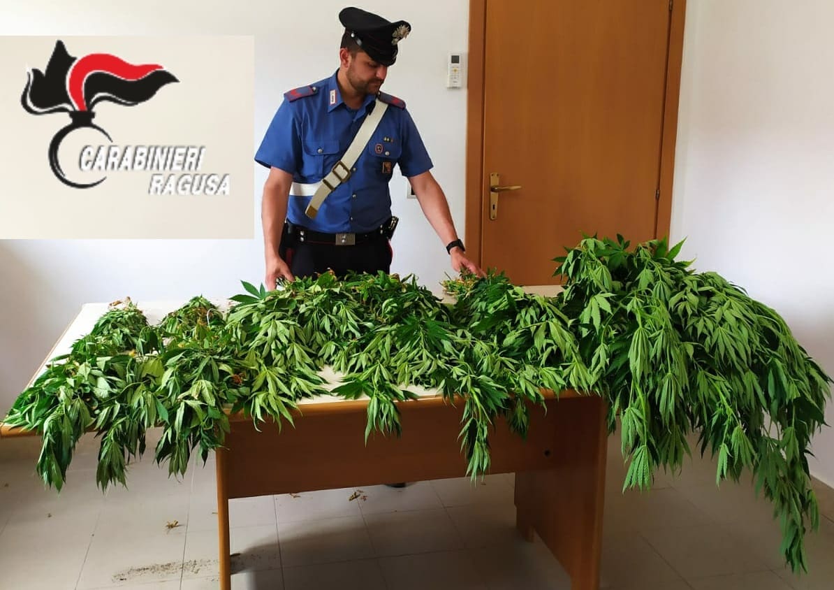 Coltivazione illegale di marijuana, arrestato pensionato con 182 piantine nel giardino di casa
