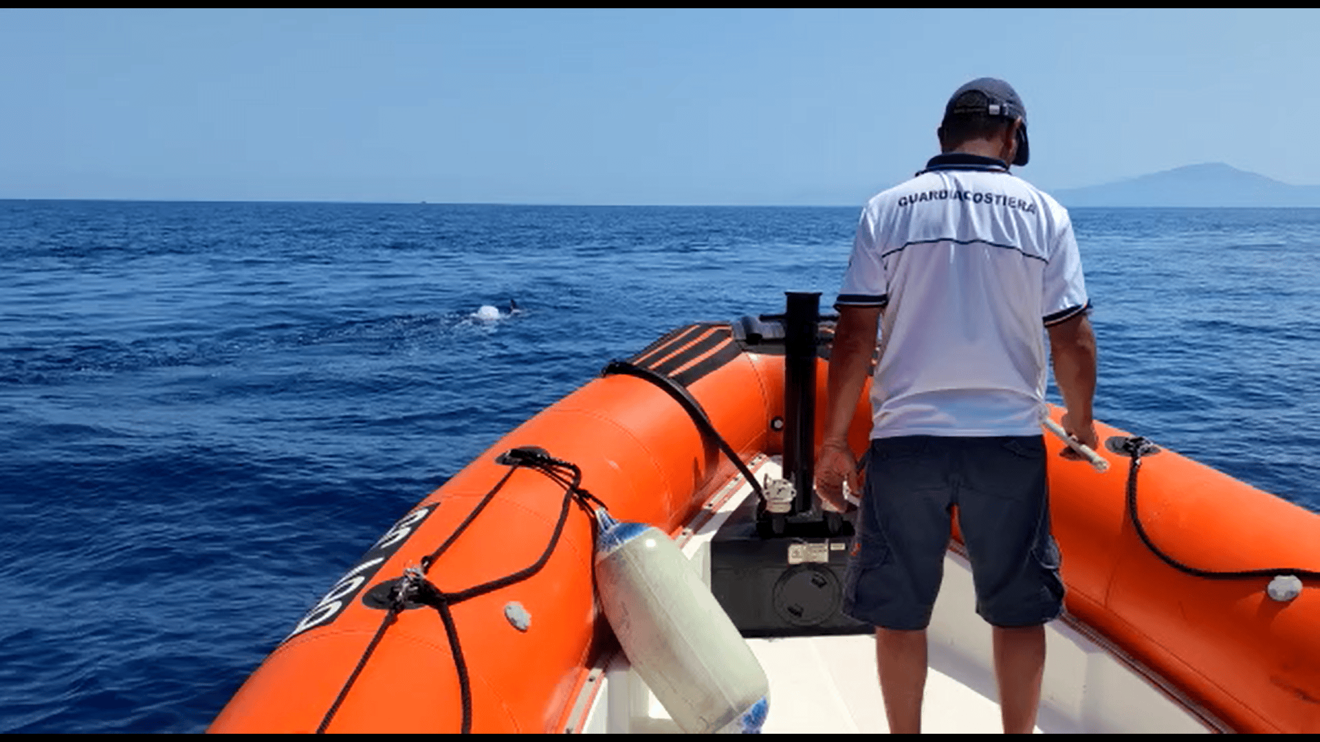 Delfino impigliato in una rete da pesca rischia di morire, salvato dalla Guardia costiera