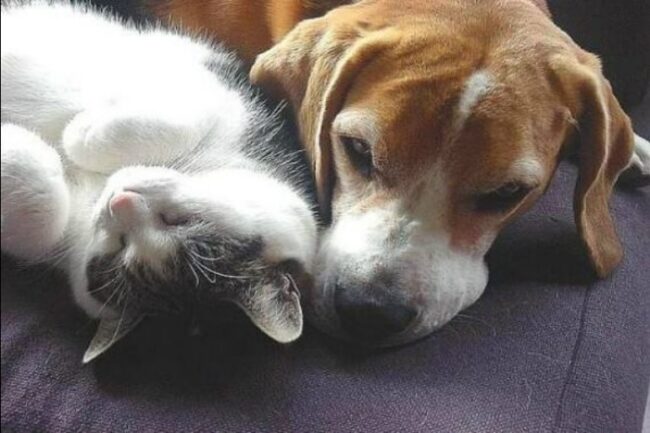 Animali, 24 consigli per vivere serenamente le festività con il proprio pet