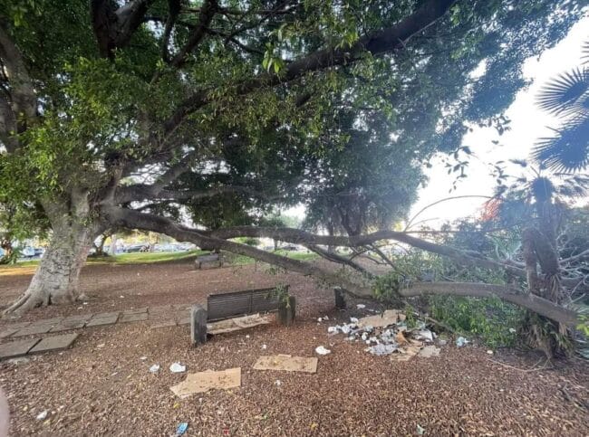 Albero cade in Piazza Europa, Andrea Cardello: “Servono interventi urgenti”