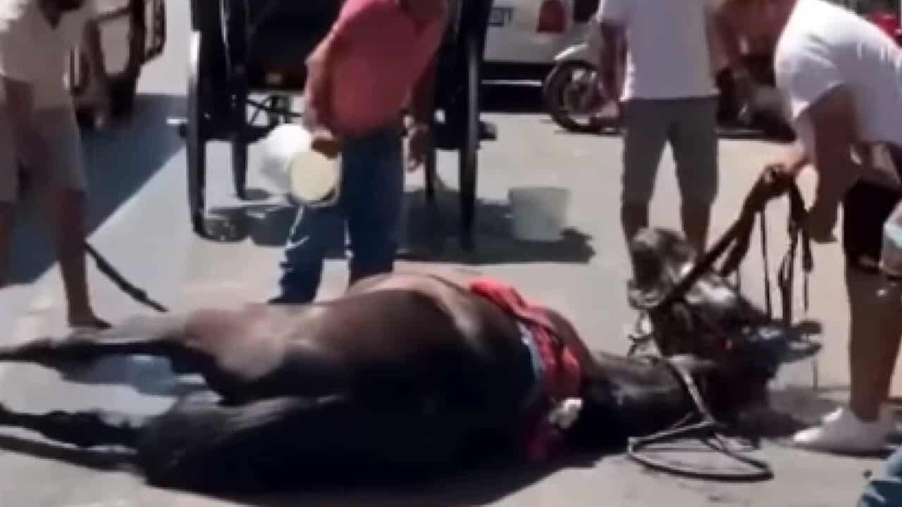 “Cavalli che trainano carrozze stremati e con lo sguardo di chi chiede pietà”: il “massacro emotivo” a Palermo