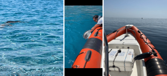 Cucciolo di delfino in difficoltà salvato a Letojanni – FOTO e VIDEO