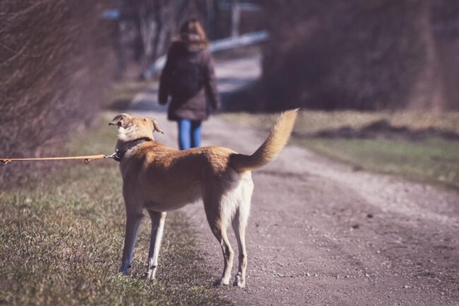 Cosa comporta l’abbandono degli animali e come si può prevenire: i vantaggi delle strutture pet friendly