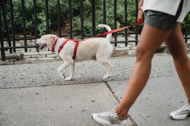 Sicilia, approvato il ddl che obbliga a pulire la pipì dei cani