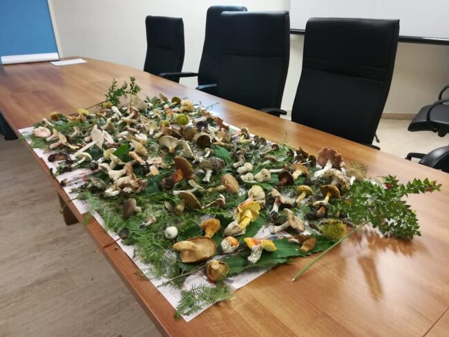 Stagione fungina in anticipo: dall’1 settembre riapre l’Ispettorato micologico dell’Asp di Catania