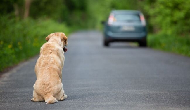 Più di 1.000 cuccioli abbandonati nel giro di 2 settimane: prende piede il nuovo metodo della “cessione”
