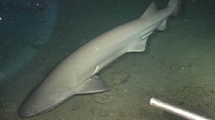 Pescato esemplare di squalo capopiatto di 580 chilogrammi nel mare di Licata