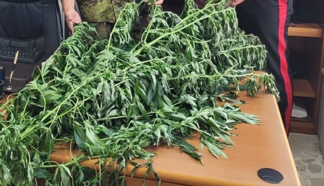 Arrestato nell’Ennese un giovane col “pollice verde”