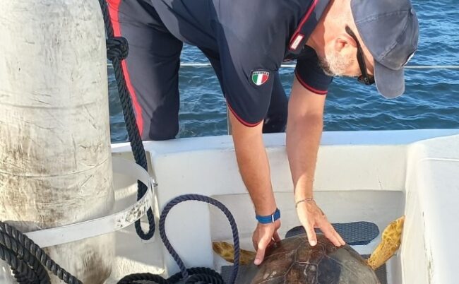 Tartaruga “Caretta caretta” impigliata in una rete, salvata e trasportata sino a Filicudi