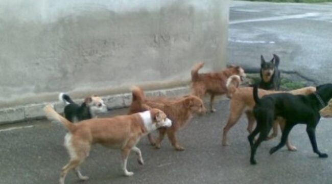 Gatti aggrediti e uccisi da cani randagi, l’assessore Lala: “Non sono stati avvelenati”