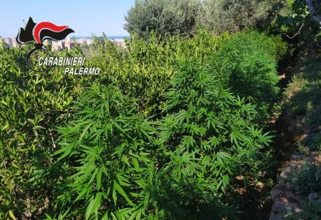 Coltivazione e detenzione ai fini di spaccio, arrestato un 24enne