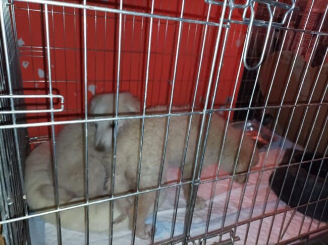 Crudeltà nell’Acese, cucciolo ucciso a bastonate da un 77enne: in salvo altri due cagnolini