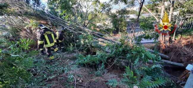 Ondata di maltempo nel Catanese, alberi sradicati e case allagate: numerose richieste di intervento – FOTO