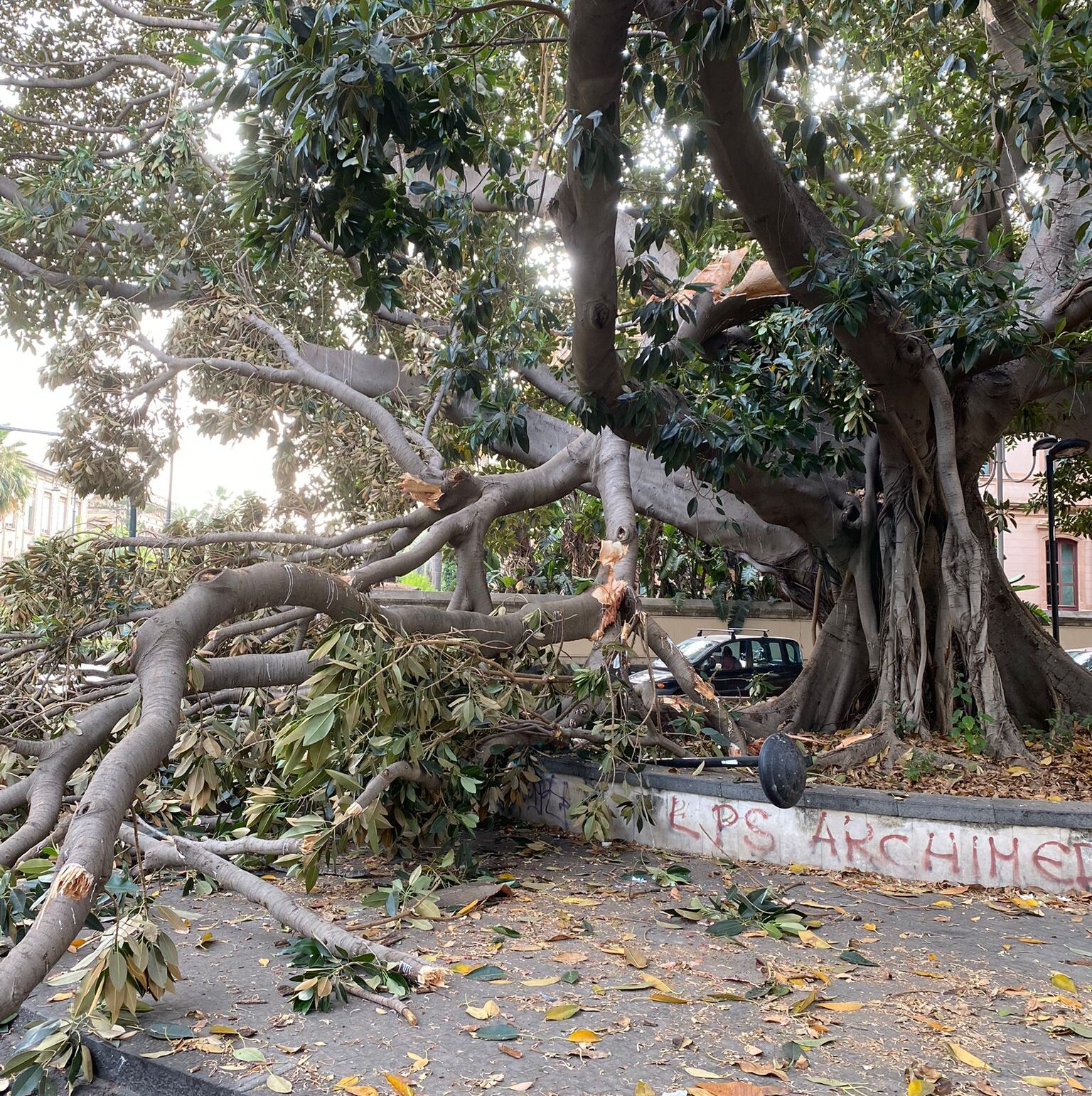Pericolo scampato in piazza Santa Maria di Gesù, caduto un grosso ramo sul ciglio della strada – FOTO