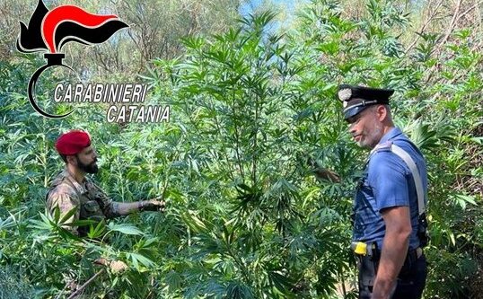 Curava con amore una piantagione di cannabis nel terreno del nonno defunto: arrestato 64enne di Bronte