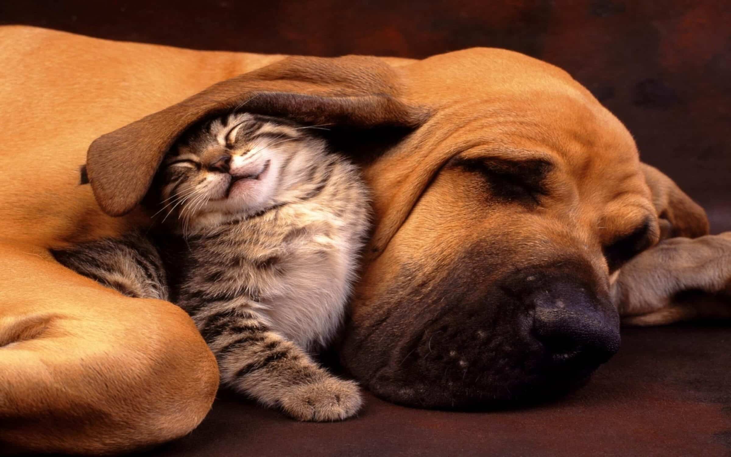 Bonus “felicità” per chi adotta un cane o un gatto: tutte informazioni utili