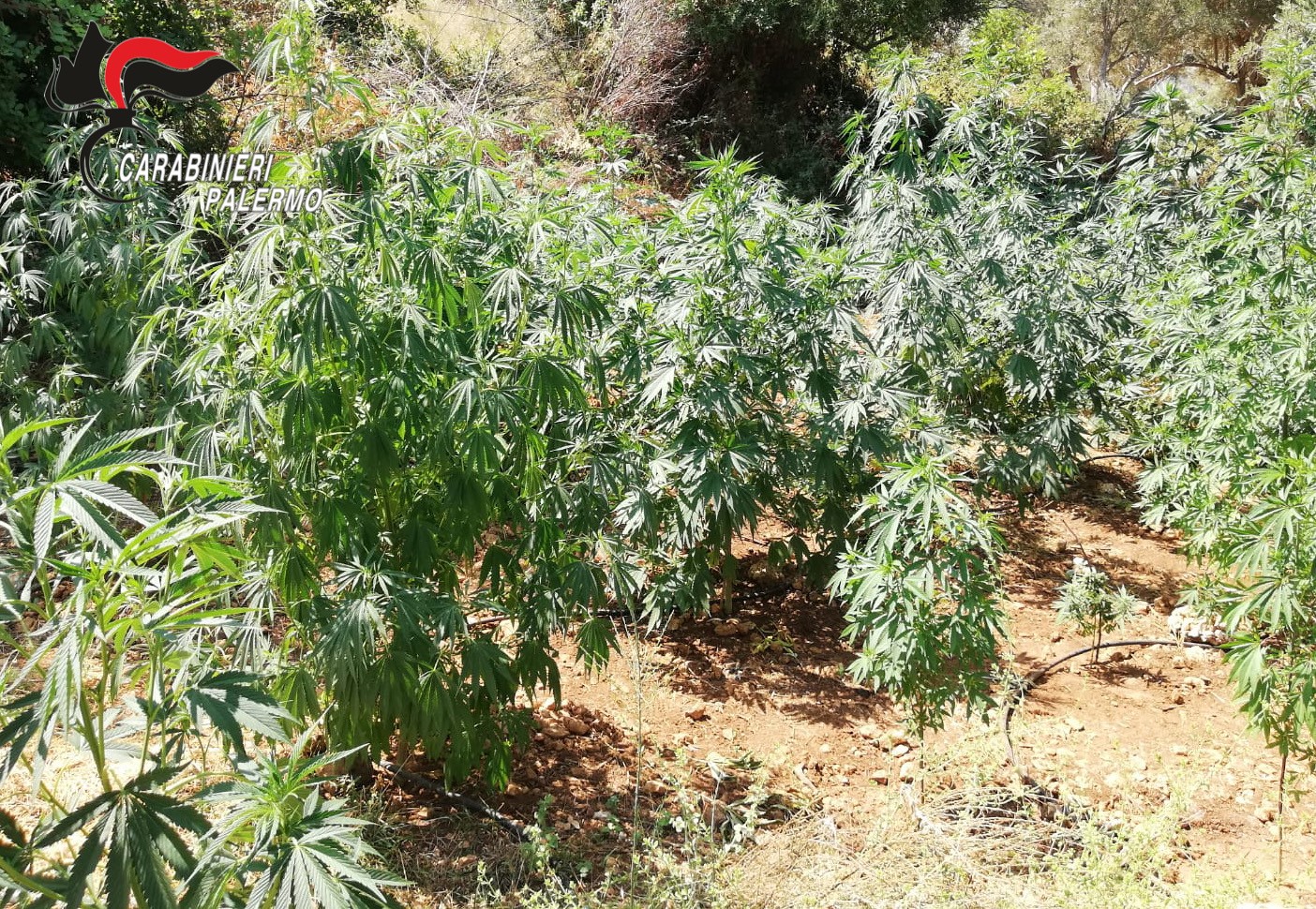 Piante di cannabis alte fino a due metri nel giardino di casa: arrestato un 51enne