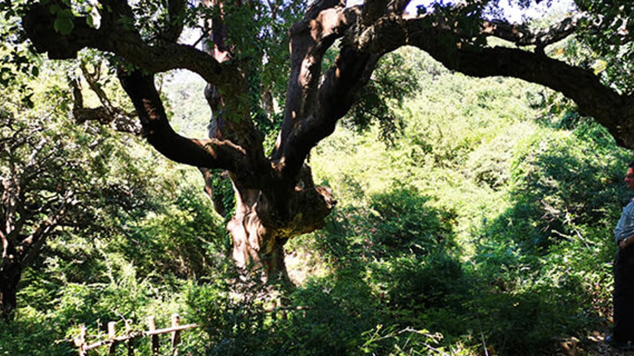 Geraci Siculo, il Comune tutela i suoi 4 alberi monumentali: presto un percorso per visitarli
